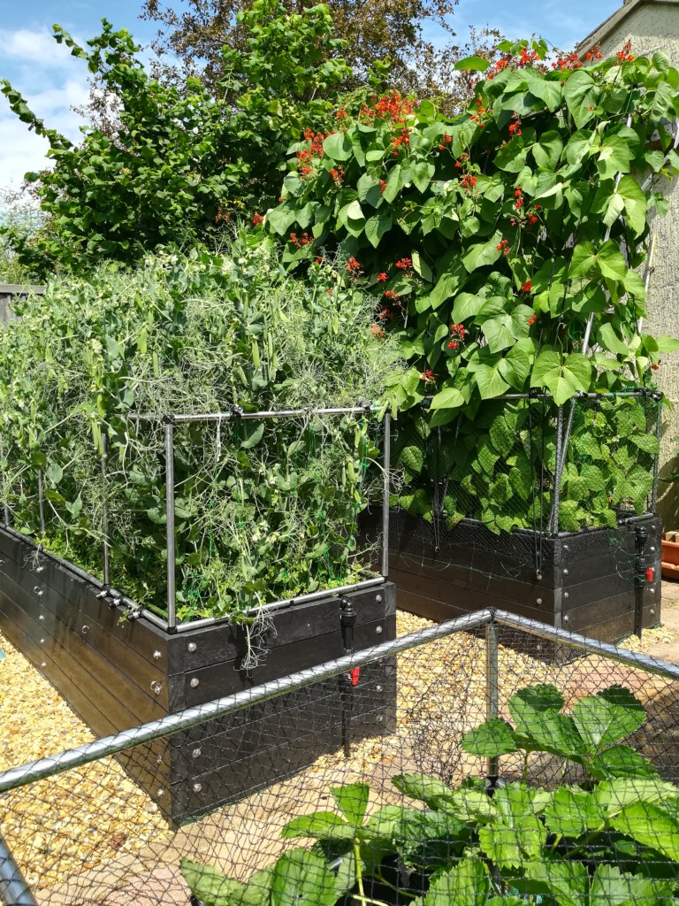 Ken Paxman raised beds 3