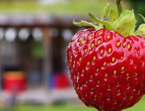 Sustainable Gardening: Rethinking Your Garden Practises