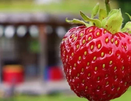 Sustainable Gardening: Rethinking Your Garden Practises