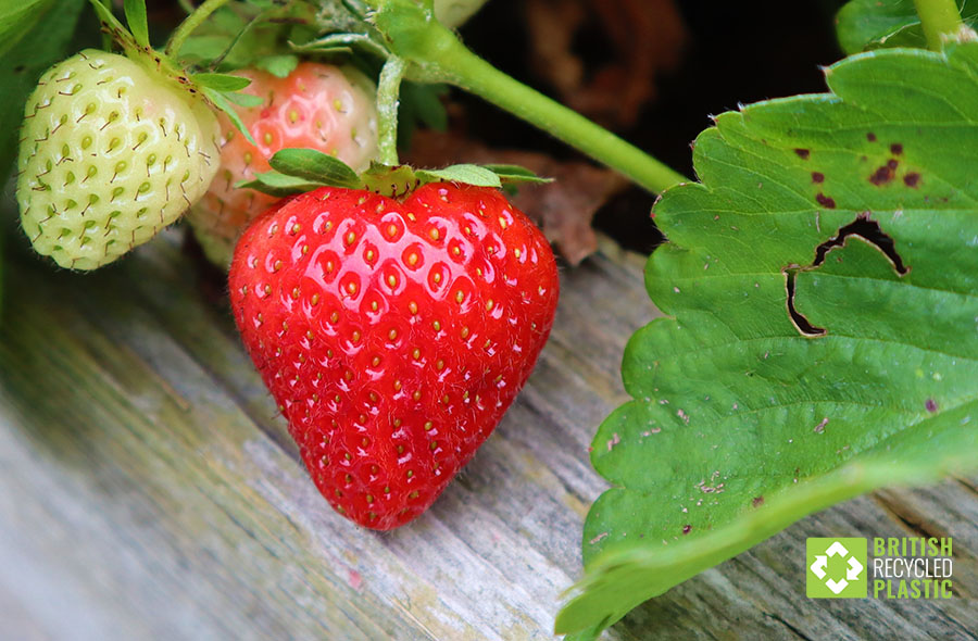 A strawberry