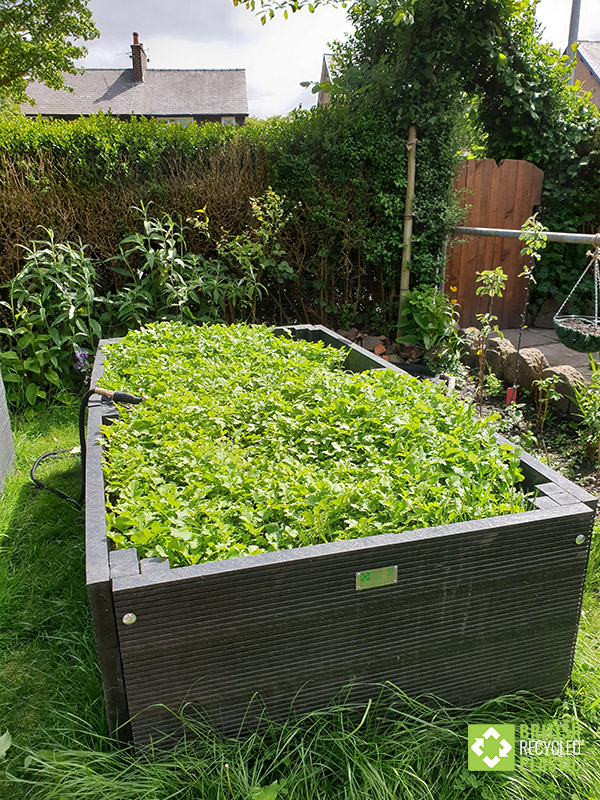 Neti's green compost raised bed in full green glory