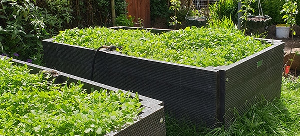 Recycled plastic raised beds full of vegetables