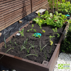 Garden to table growing. Picture of 300mm raised bed installation with plants.