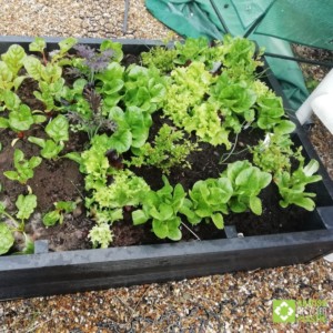 300mm raised bed with lettuces growing