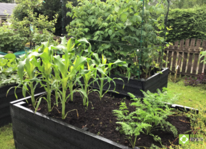 Rainy 600mm raised beds with veg