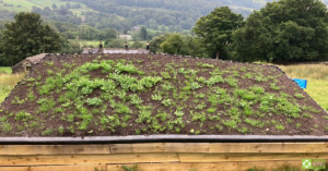 Detail of Ben's living roof with Hebden X Grids