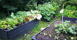 Raised beds at Redacre, full of plants