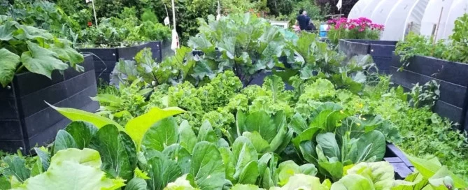 The recycled plastic raised bed kits at Redacre Allotments overflowing with fresh vegetables