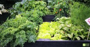 Raised beds at Redacre, full of produce.