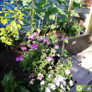 Suzi's 500mm raised bed in urban garden with flowers