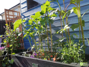 Suzi's 500mm raised bed in urban garden