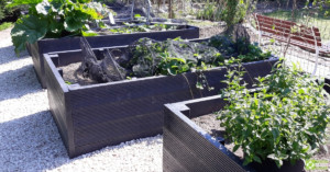 Image shows several BRP recycled plastic raised beds with produce. Some of the plants are netted to protect them from birds.