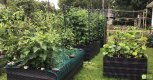 A raised bed garden featuring BRP 600mm tall recycled plastic raised beds, bursting with produce.