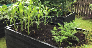 Corn growing in a BRP recycled plastic raised bed.