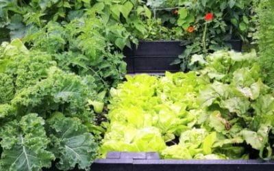 The benefits of raised bed growing