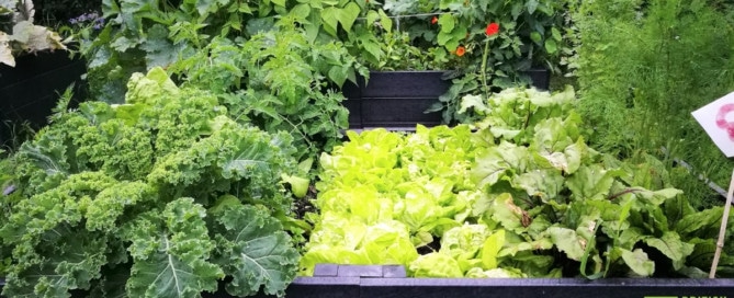 Raised bed kits made from British Recycled Plastic and overflowing with fresh vegetables