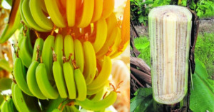 Banana plant and pseudostem