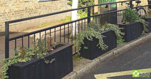 First year's growth in smog shield planters at Goose Green School