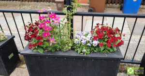 Smog shield planters in full bloom. Engineered from British Recycled Plastic at Goose Green School 03