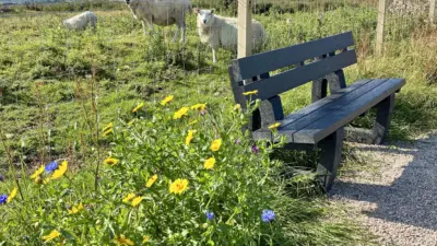 Harewood bench near the sea in the outer hebrides with a sheep near by