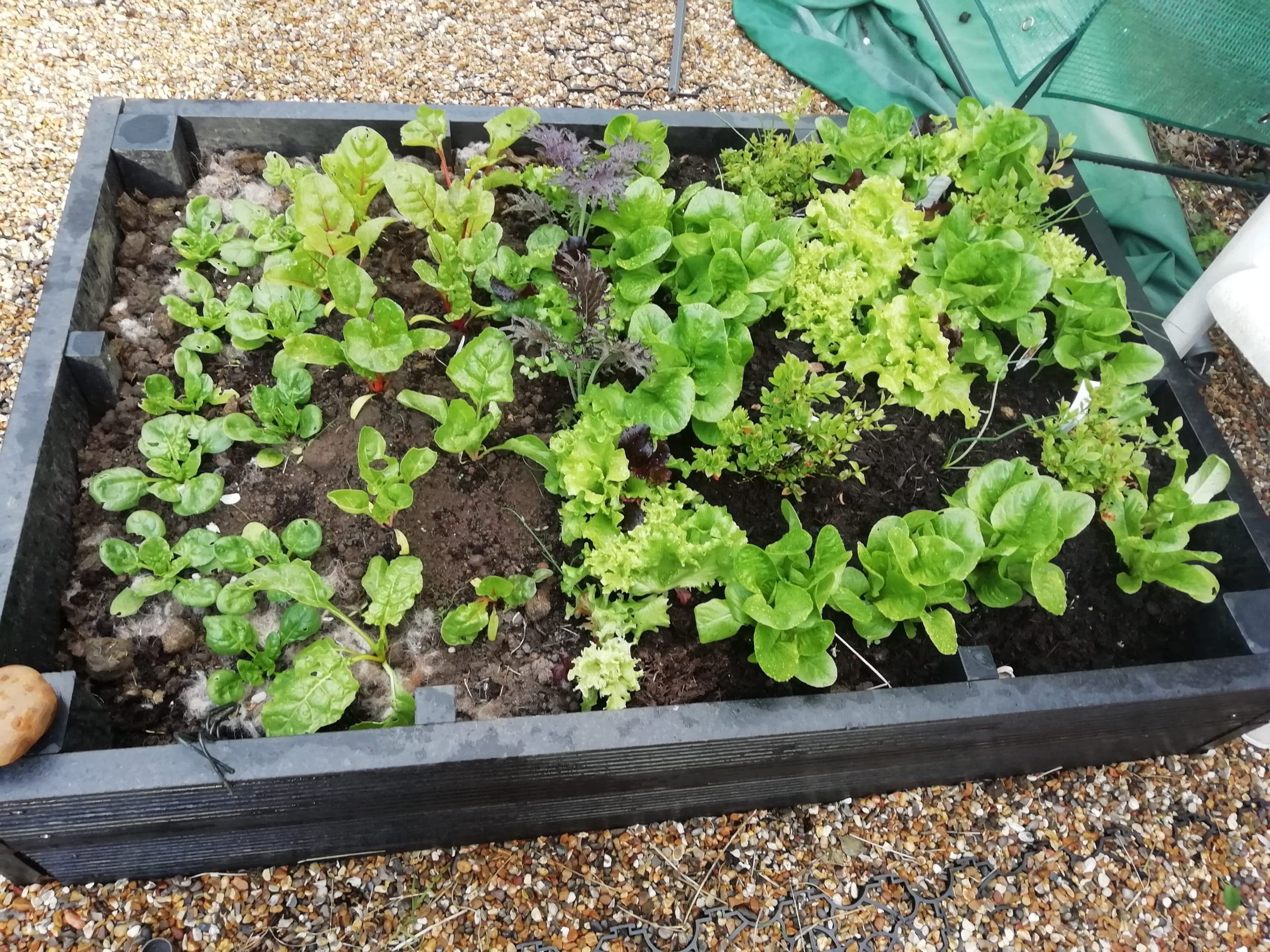 Growing veg in recycled plastic raised beds