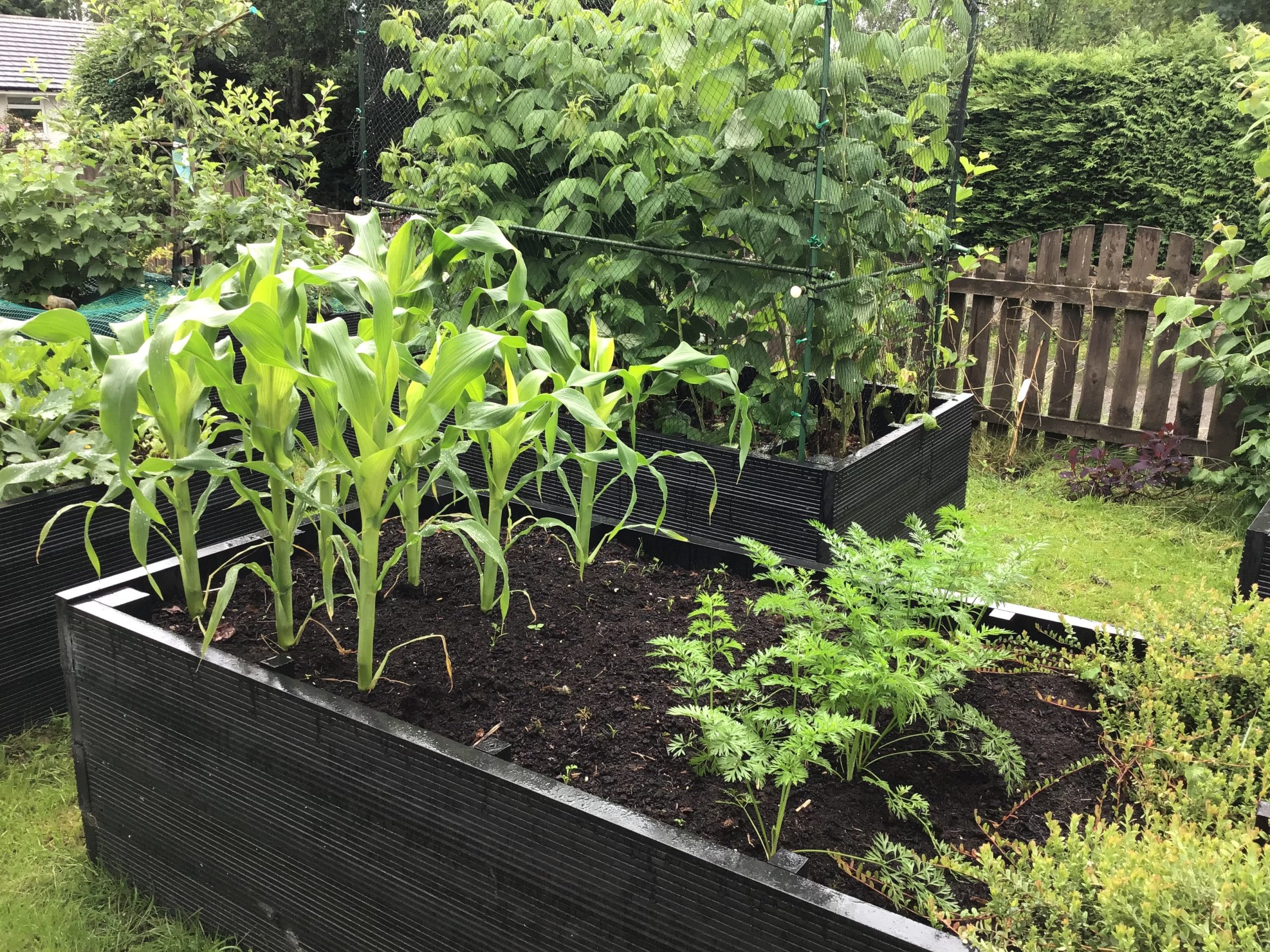 Plants growing in raised beds