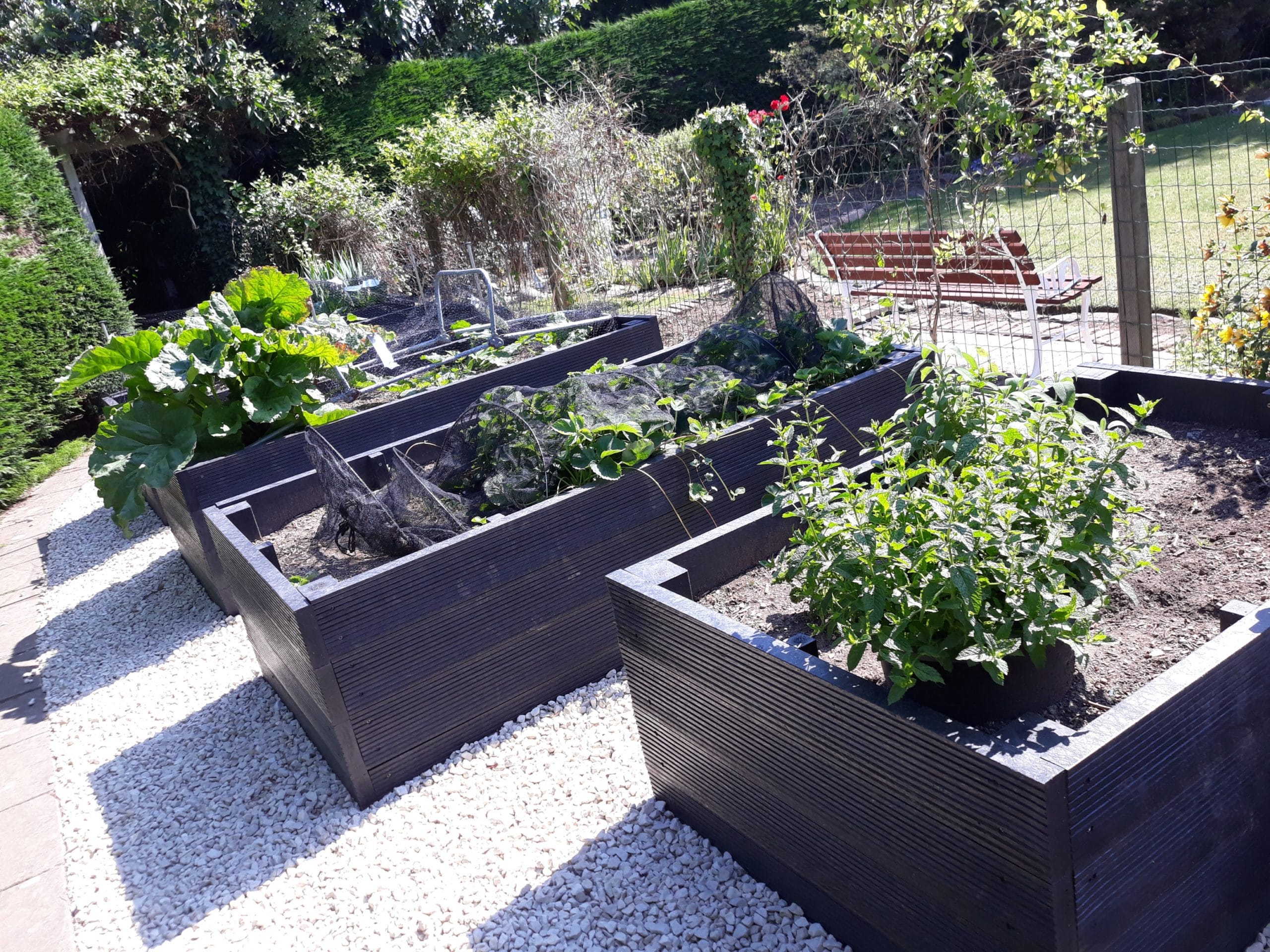 Raised beds lined up in garden