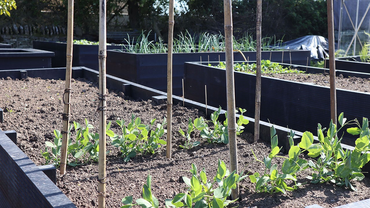 British Recycled Plastic raised beds growing peas - click to visit the shop