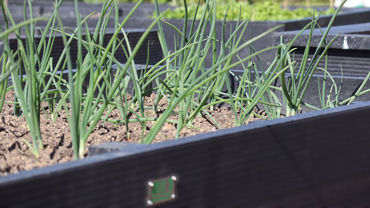 British Recycled Plastic raised beds with spring onions - click to visit the shop