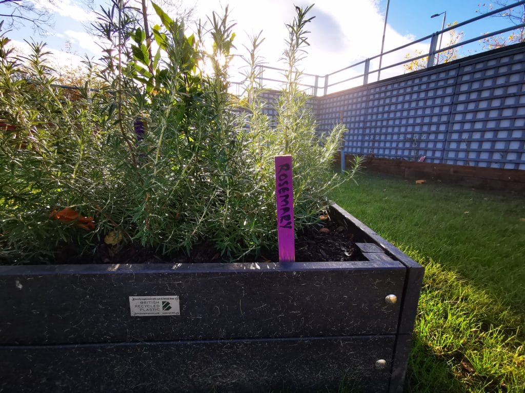 Raised beds outside Broadgreen Hospital