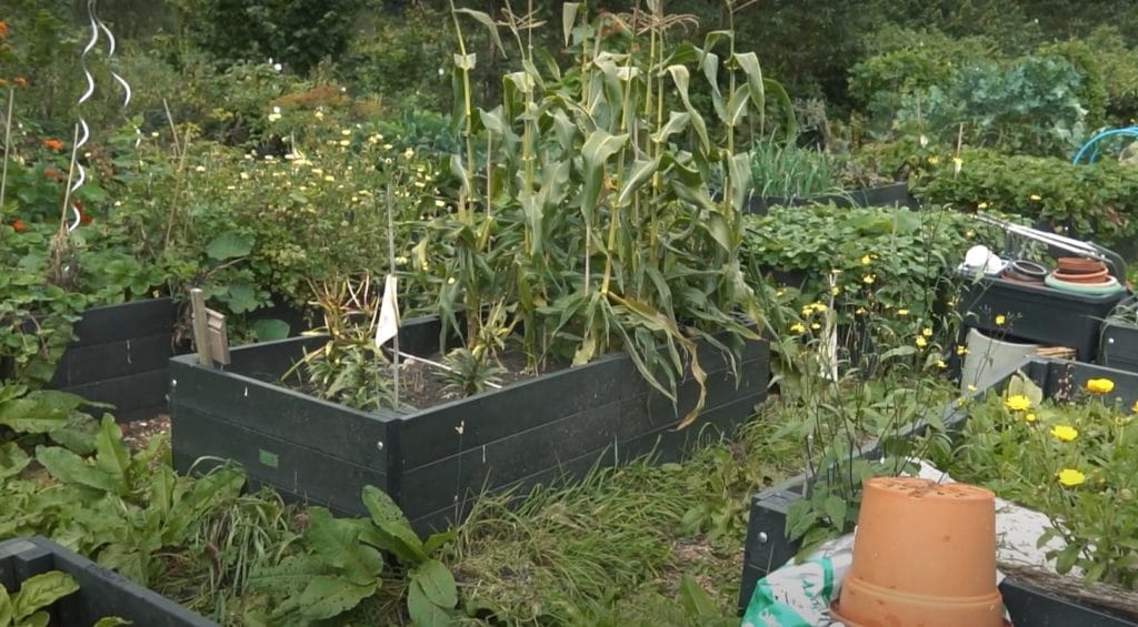 Raised beds at Redacre growing project