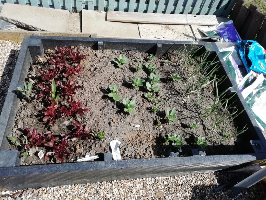 Planting in a recycled plastic raised bed