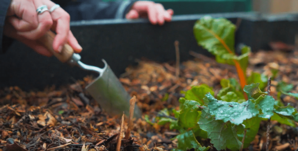 KT Shepherd permaculture garden