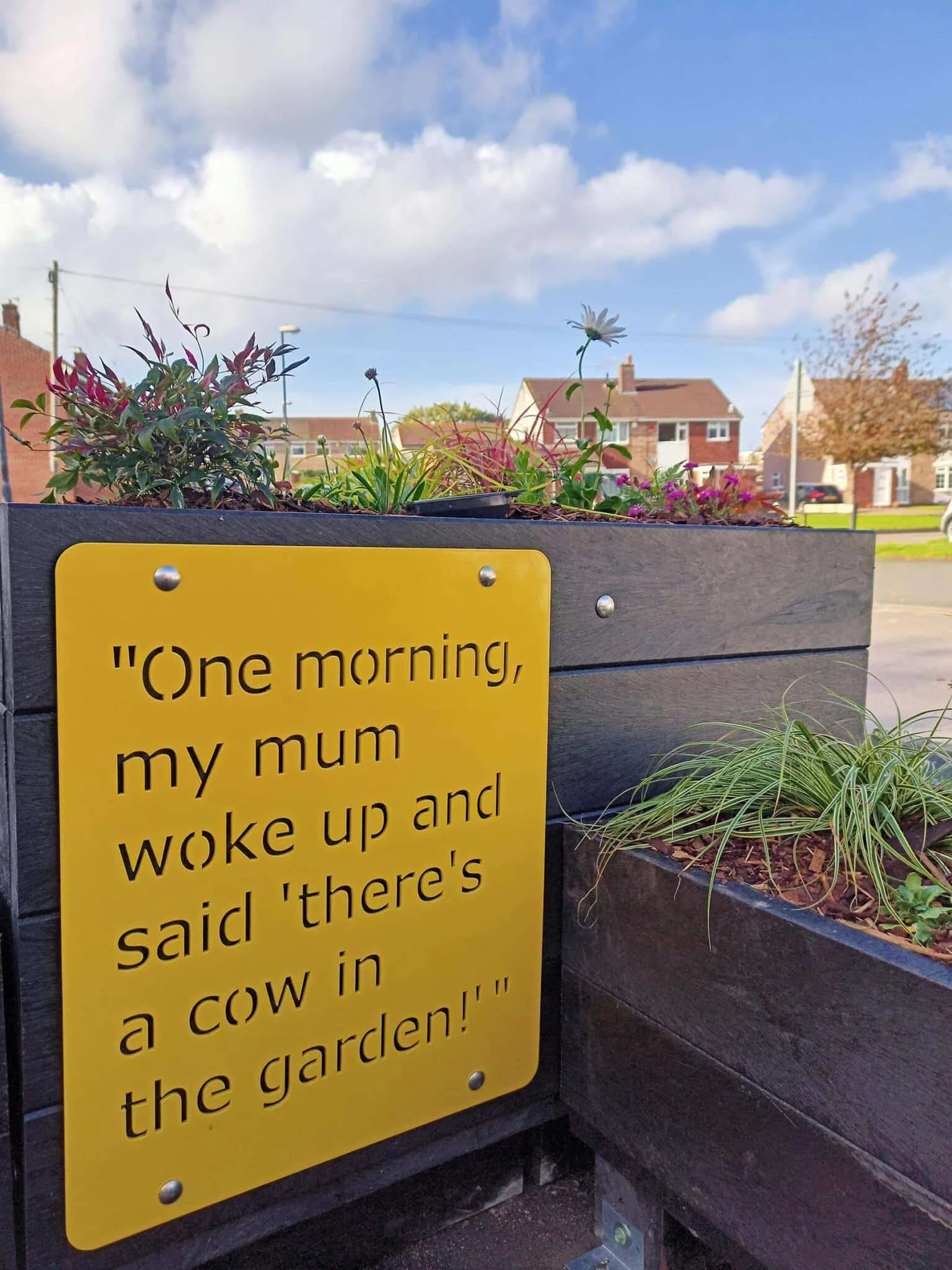 A section of a parklet planters containing small shrubs and ornamental grasses.