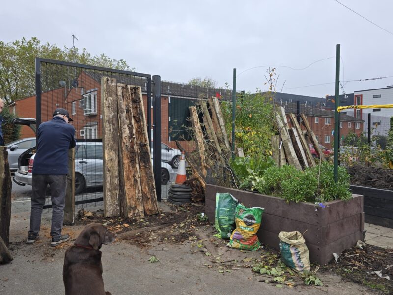 Rotting wooden raised beds being taken apart
