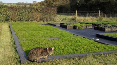cat sitting on a raised bed