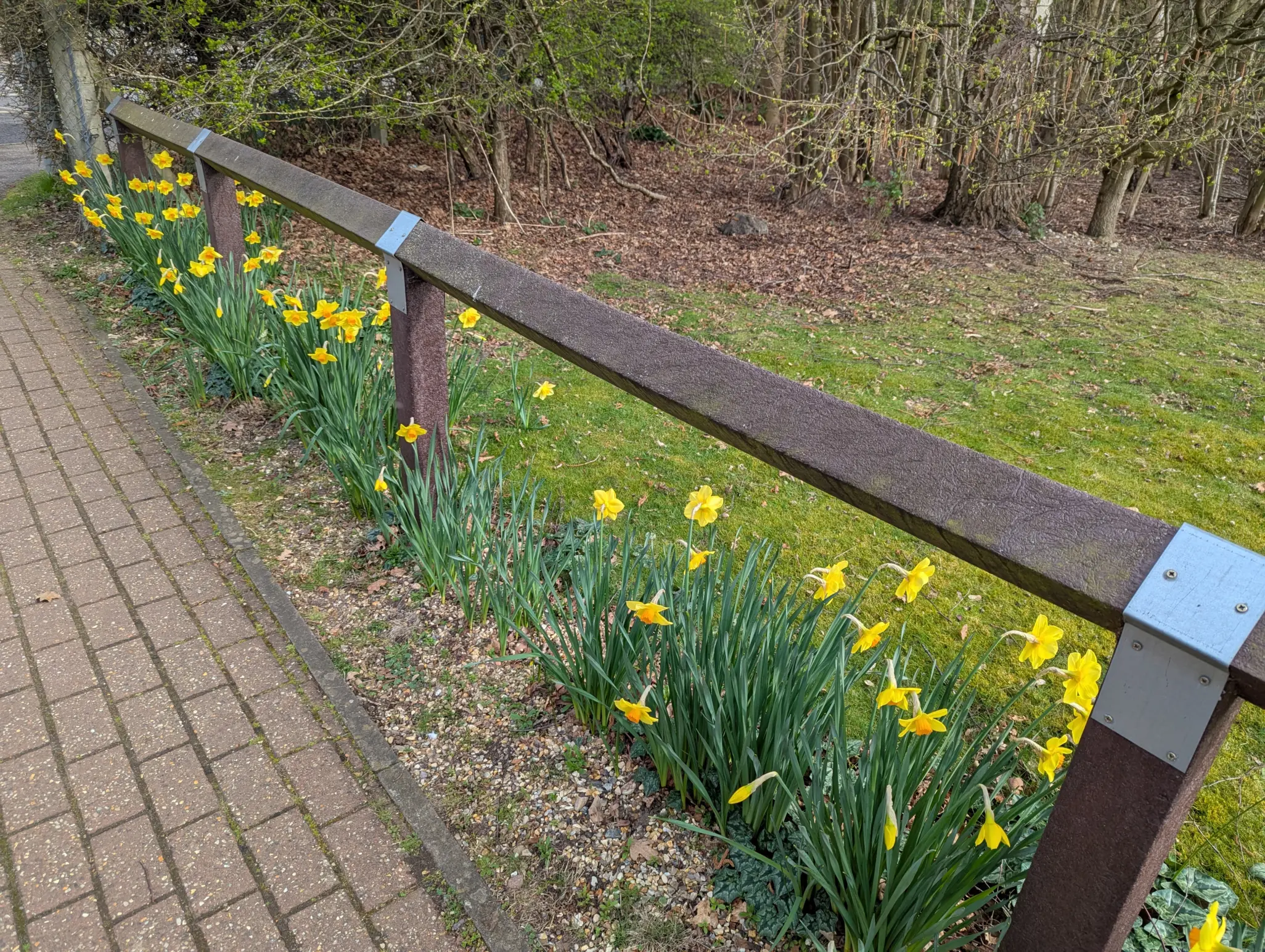 British Recycled Plastic birdsmouth fence posts, installed alongside a footpath and park area. Underneath the fence are yellow flowers.