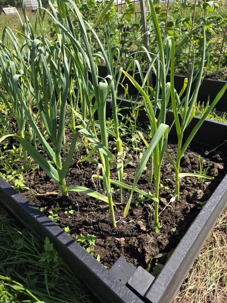A close-up of garlic growing in a raised bed from British Recycled Plastic.