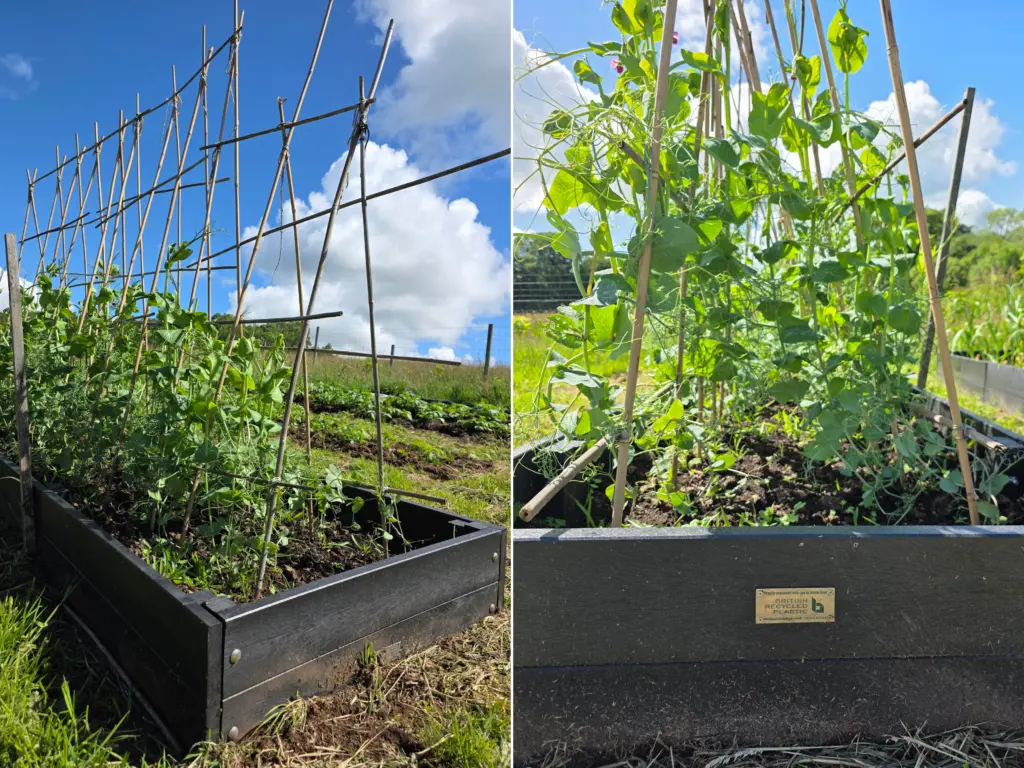 A close-up shot of the raised beds for gardening, made from 100% recycled plastic. In the raised bed is a trellis for growing peas, which have reached around 2 feet tall. The raised bed features a plaque with the British Recycled Plastic logo and contact information.