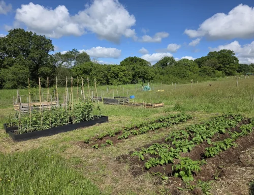 A Year On at The Forest Ridge Project: What Recycled Raised Garden Beds Made Possible