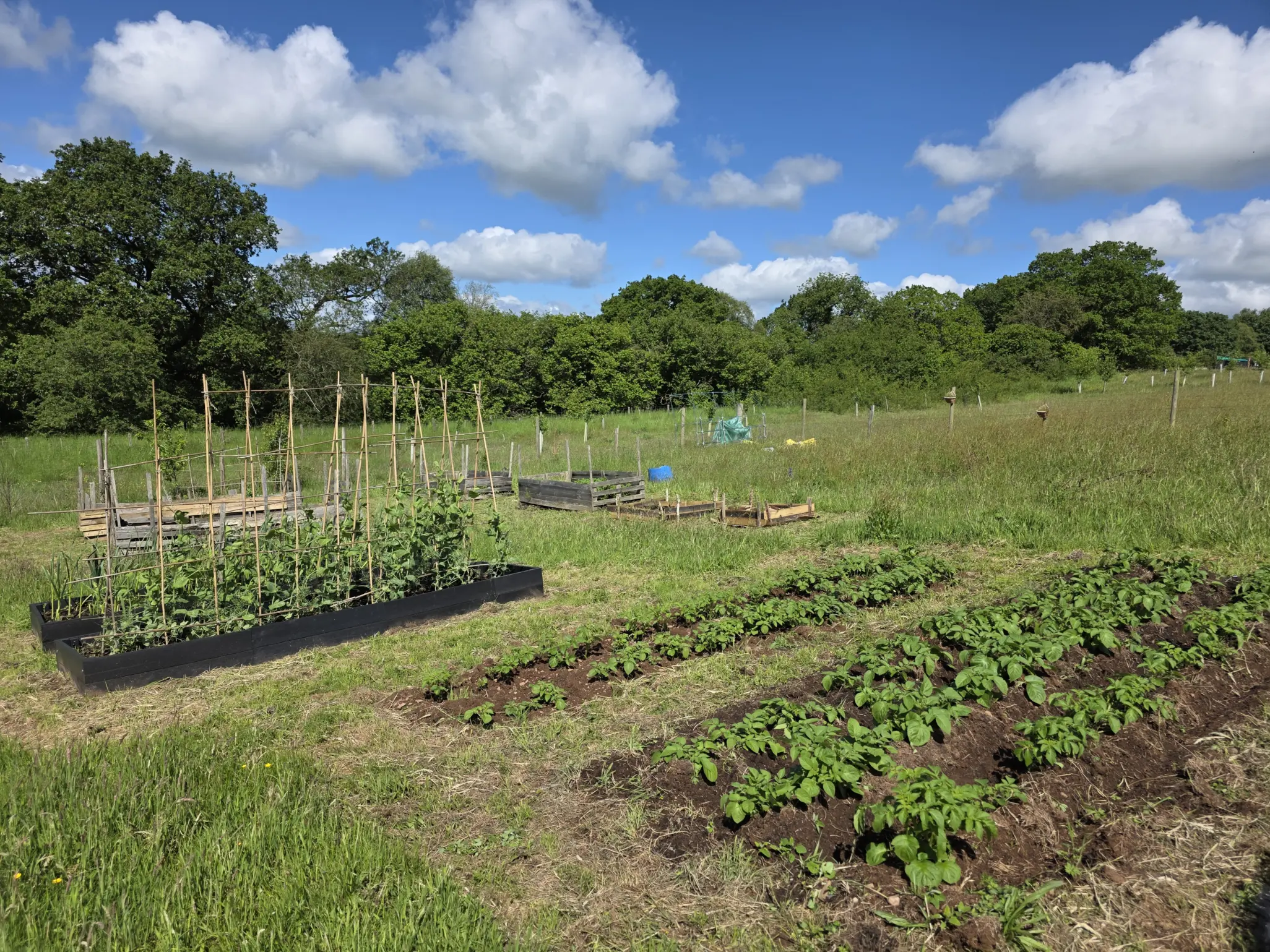 A view of Moonfull's allotment, including garden raised beds from British Recycled Plastic and crops under a blue sky. The allotment is surrounded by trees.