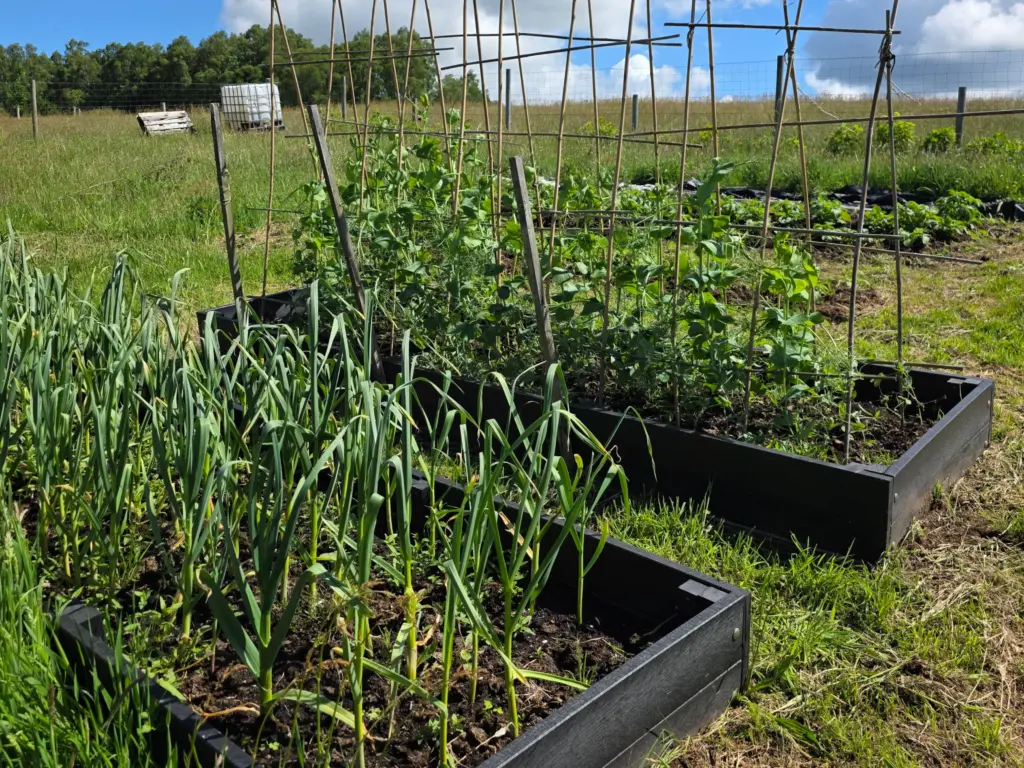 A close-up of peas and garlic growing in raised beds made from recycled plastic. The peas are growing on a trellis, with all the plants thriving and healthy thanks to the no-dig gardening method.