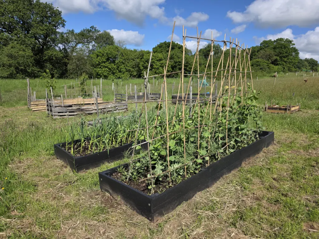 A wide shot of British Recycled Plastic's raised beds for gardening. The raised beds contain peas and garlic which are thriving and healthy. The recycled plastic raised beds sit in a large allotment surrounded by trees and greenery.