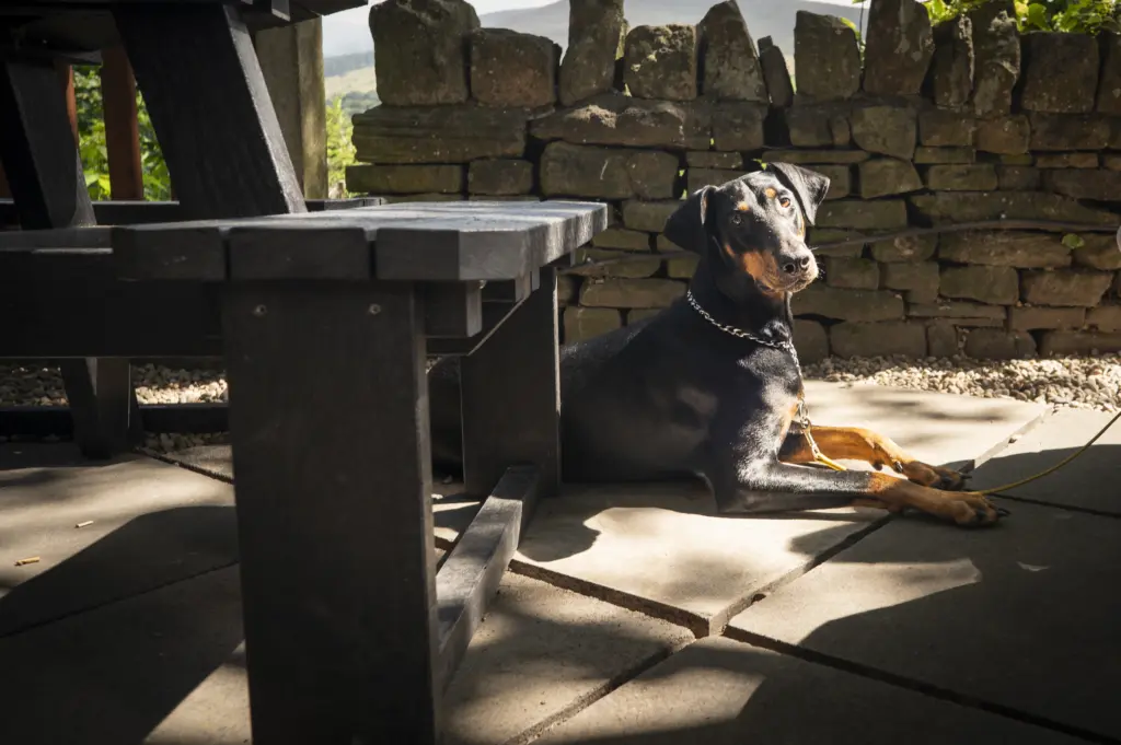 Pub dog next to a Rishworth recycled Plastic Picnic table